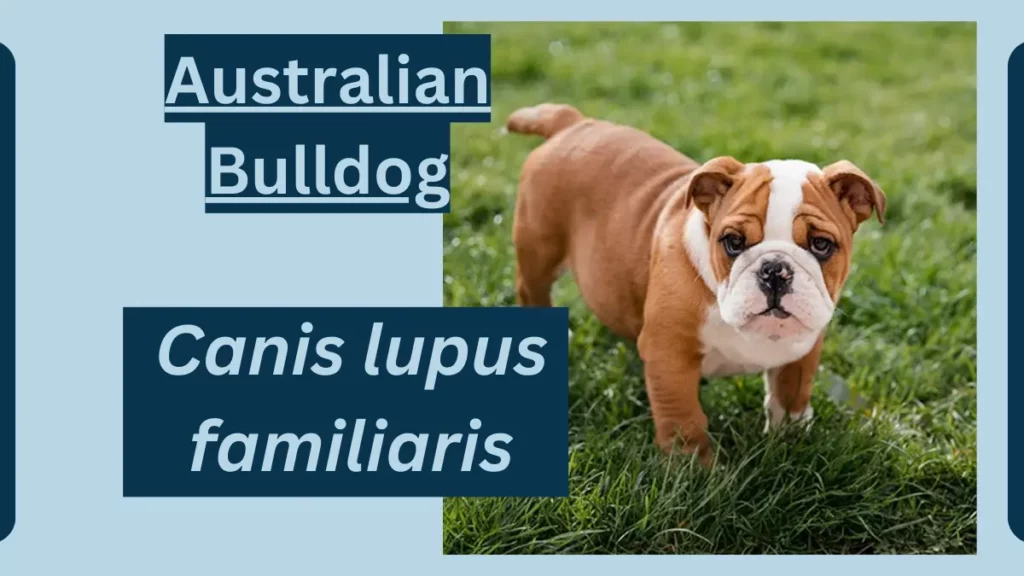 Australian Bulldog image