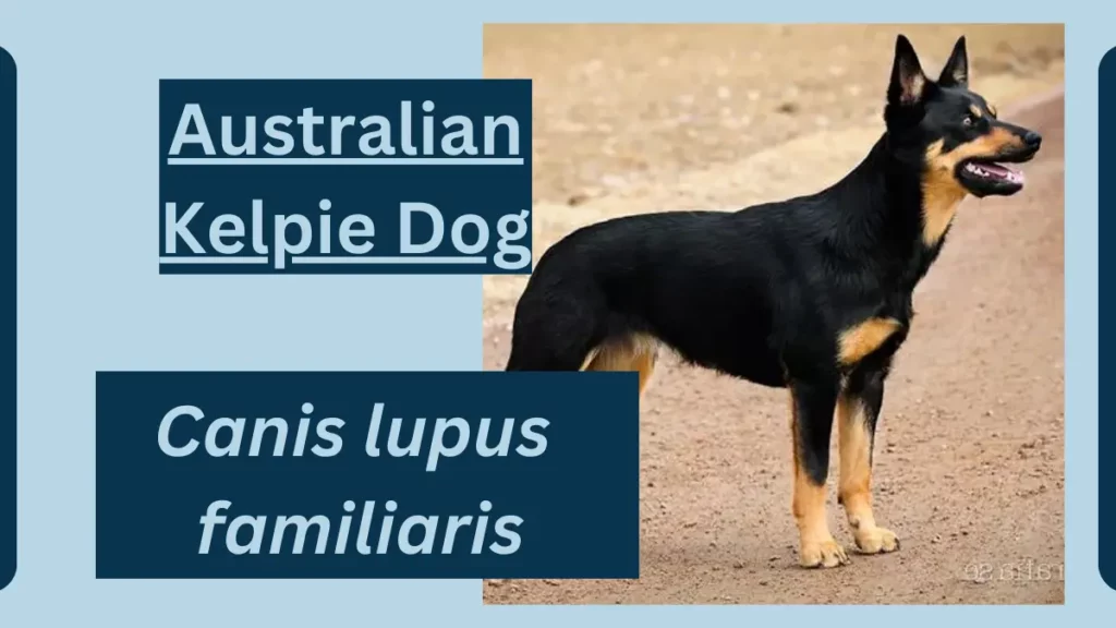 image showing Australian Kelpie Dog