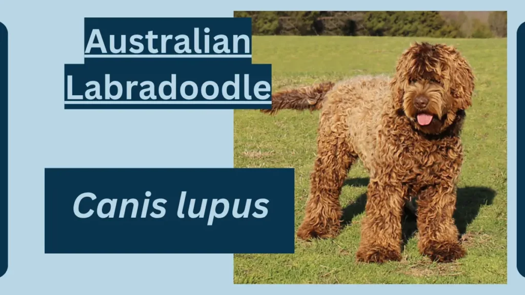 image showing Australian Labradoodle