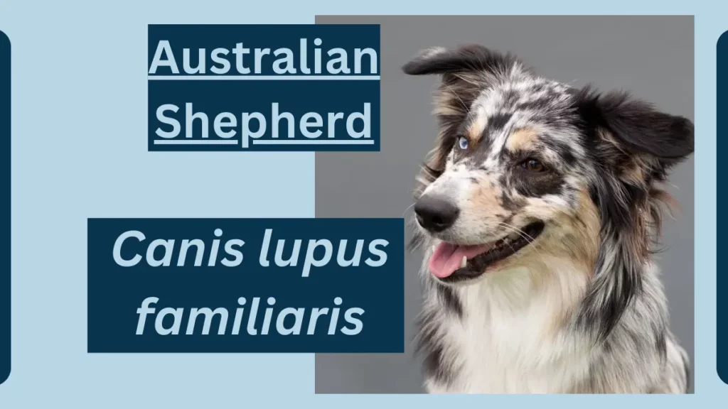 image showing Australian Shepherd