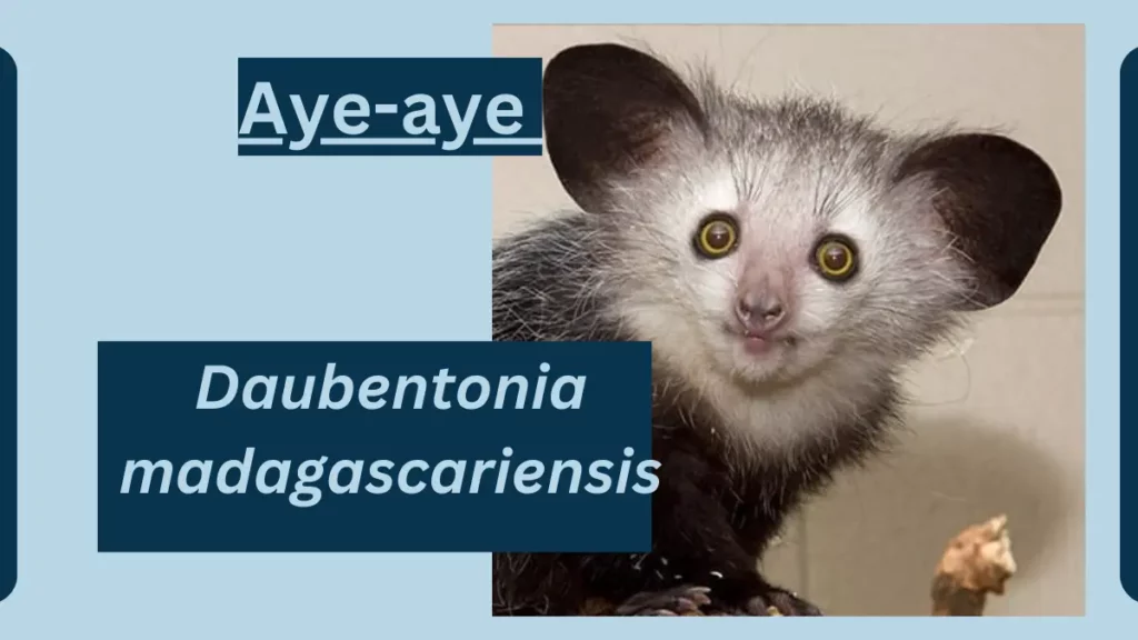 image showing Aye-aye