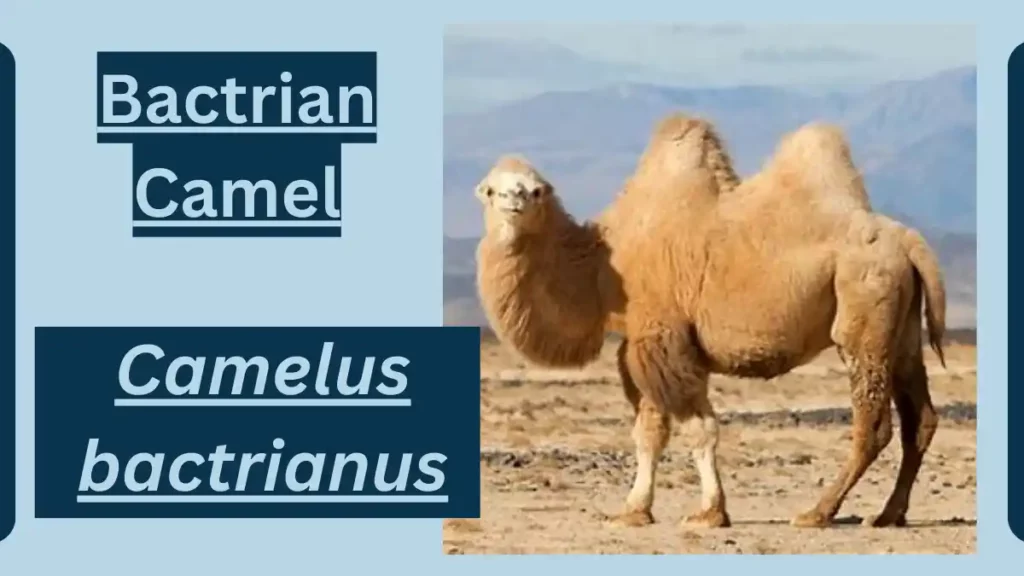 image showing bactrian camel