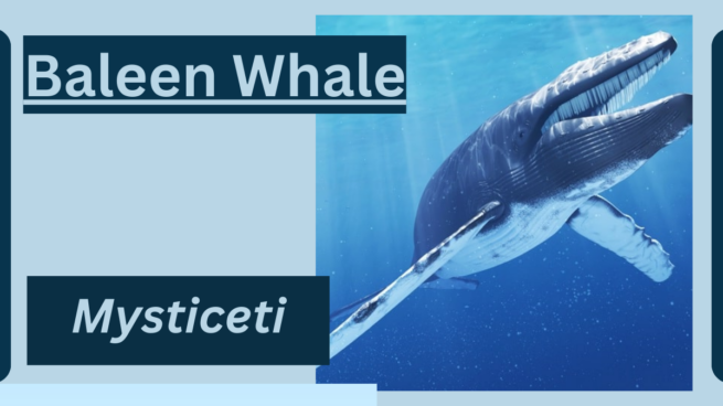 Baleen Whale Animal facts | MysticetiBaleen Whale