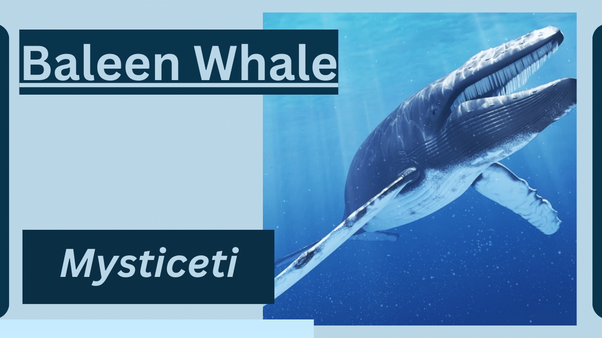 Baleen Whale Animal facts | MysticetiBaleen Whale