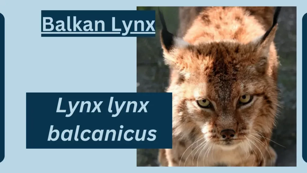 image showing Balkan Lynx