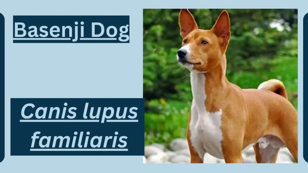 Basenji-Dog image