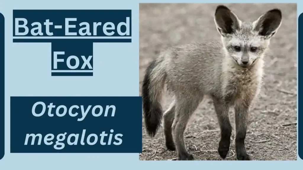 image showing Bat-Eared Fox