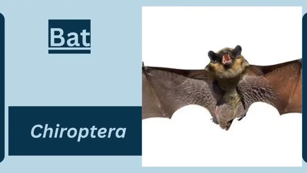 image showing bat 