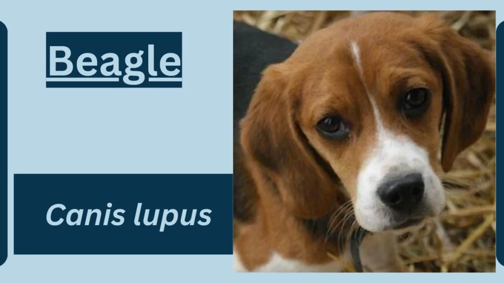 image showing Beagle 