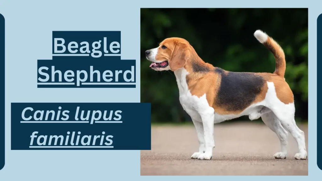 Image showing Beagle Shepherd