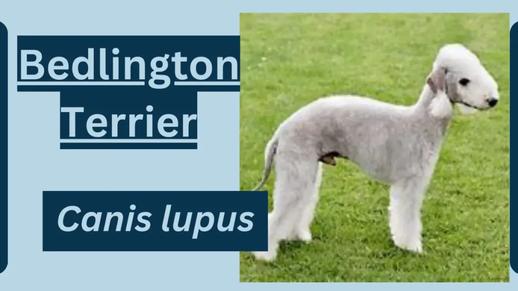 Image showing Bedlington Terrier 