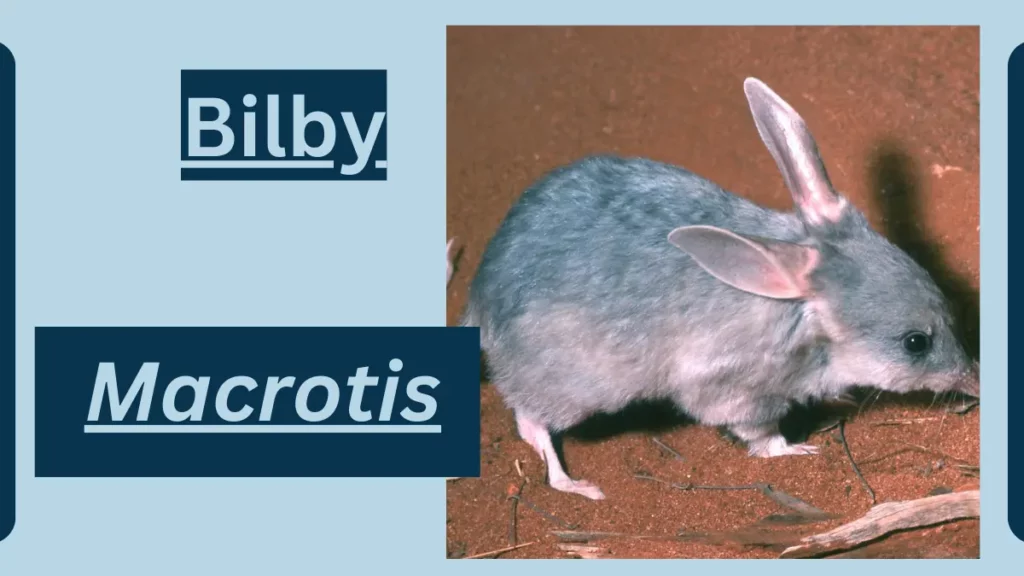 Image showing Bilby