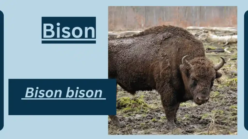 Image showing Bison