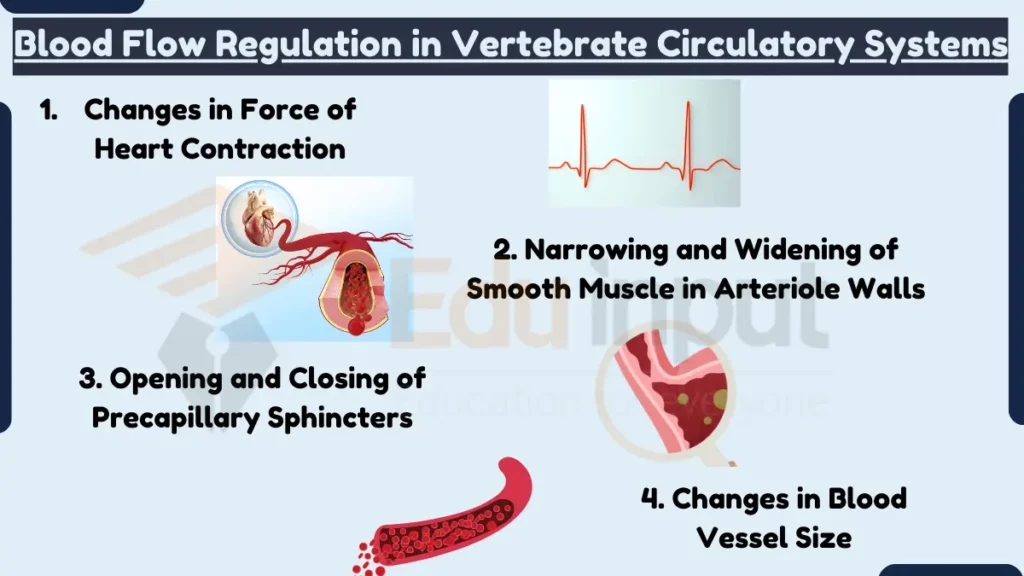 image showing Blood Flow Regulation in Vertebrate's Closed Circulatory Systems