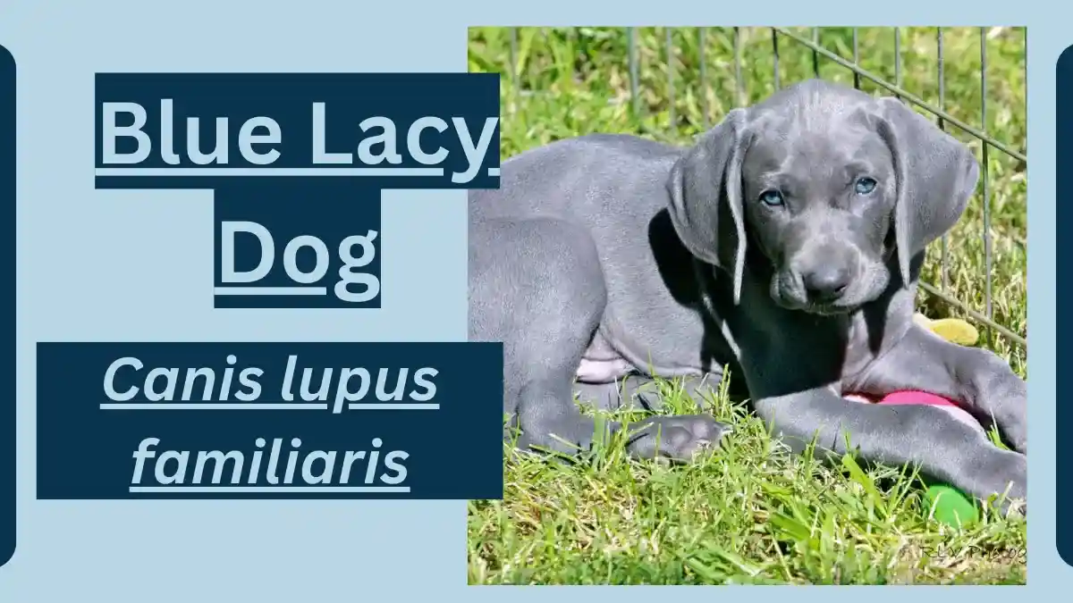 Blue Lacy Dog Animal Facts