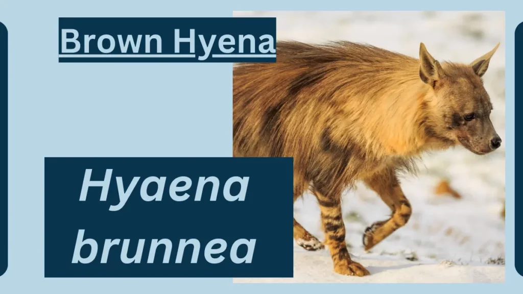 image showing Brown Hyena