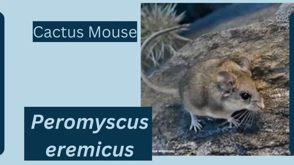 Image showing Cactus Mouse