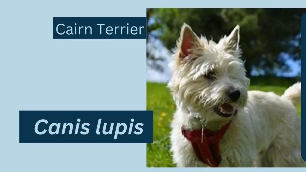 Cairn Terrier image 1