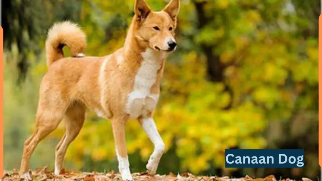 Image showing  Canaan Dog