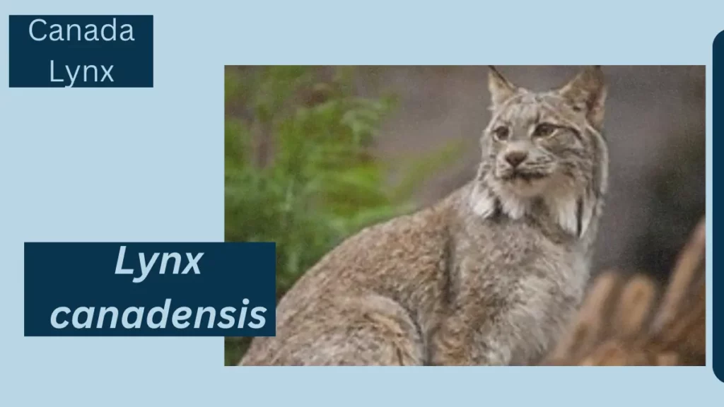 Image showing Canada Lynx