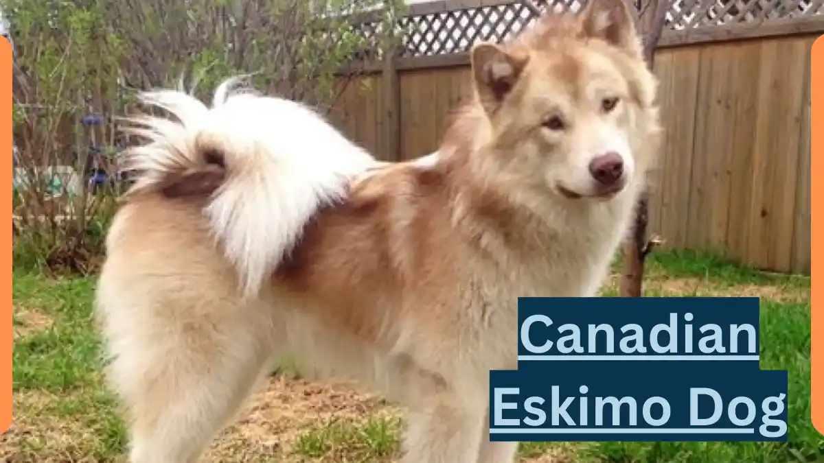 Canadian Eskimo Dog -Classification, Appearance, Habitat, and Facts