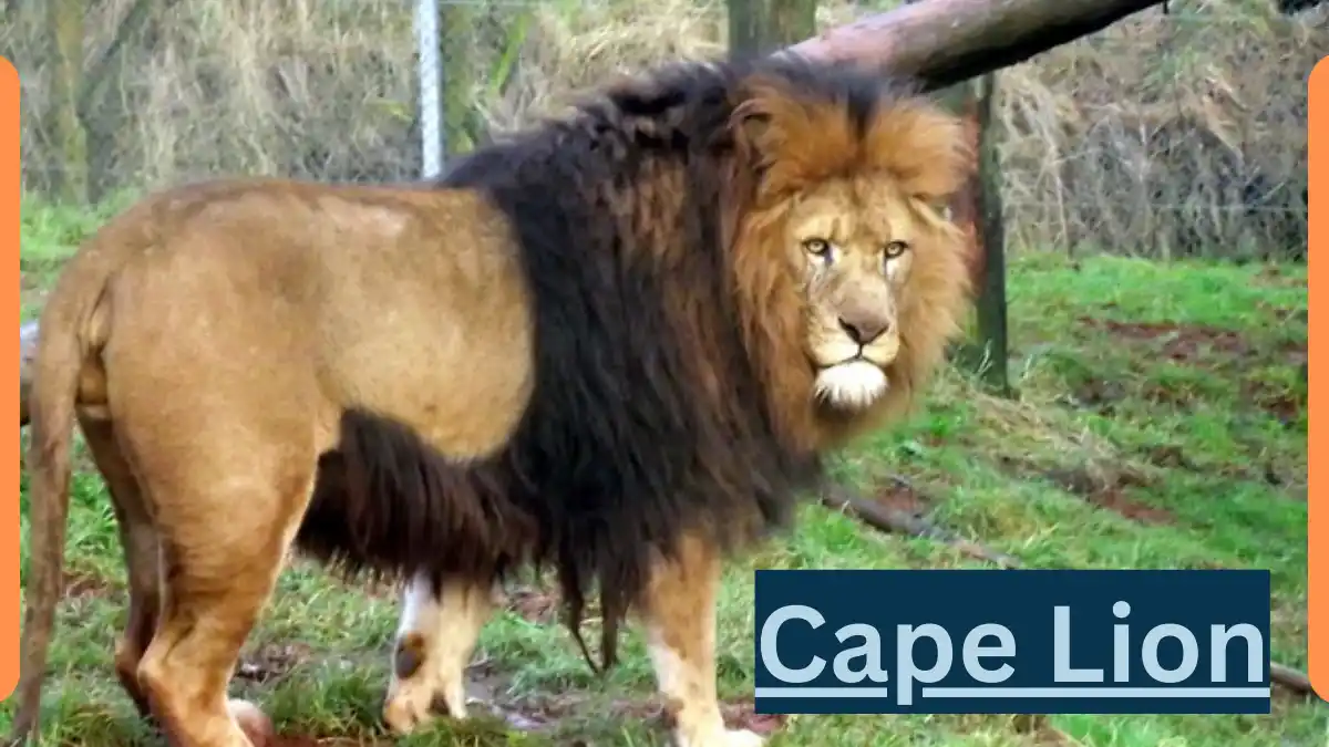 Cape Lion -Classification, Appearance, Habitat, and Facts