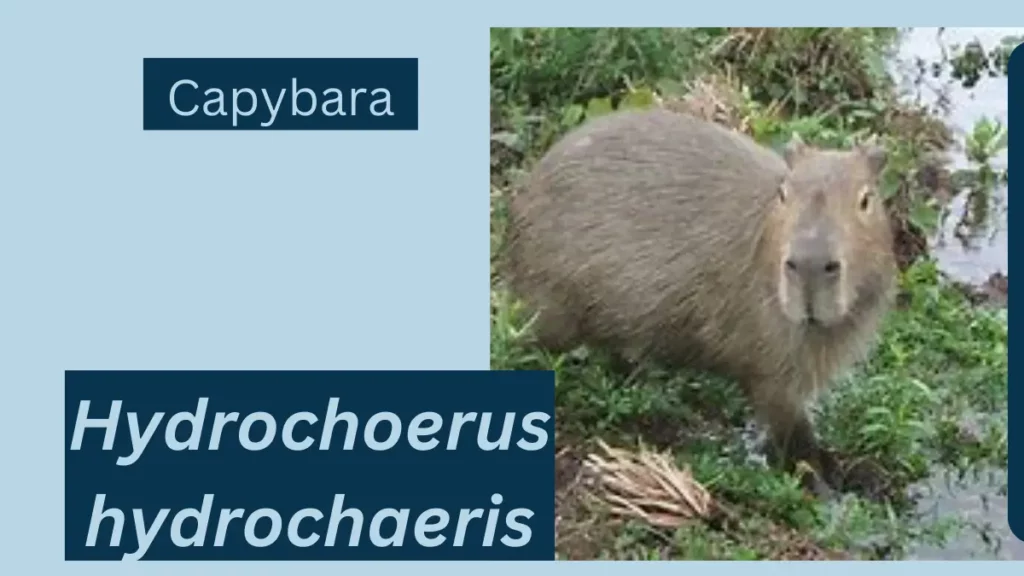 Image showing Capybara
