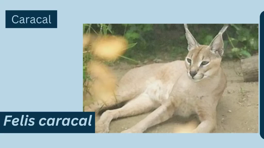 Image showing Caracal