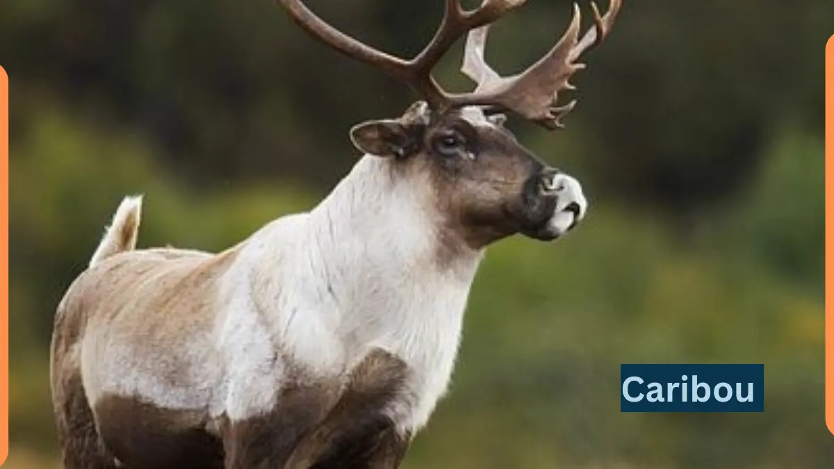 Caribou – Classification, Appearance, Habitat, and Facts