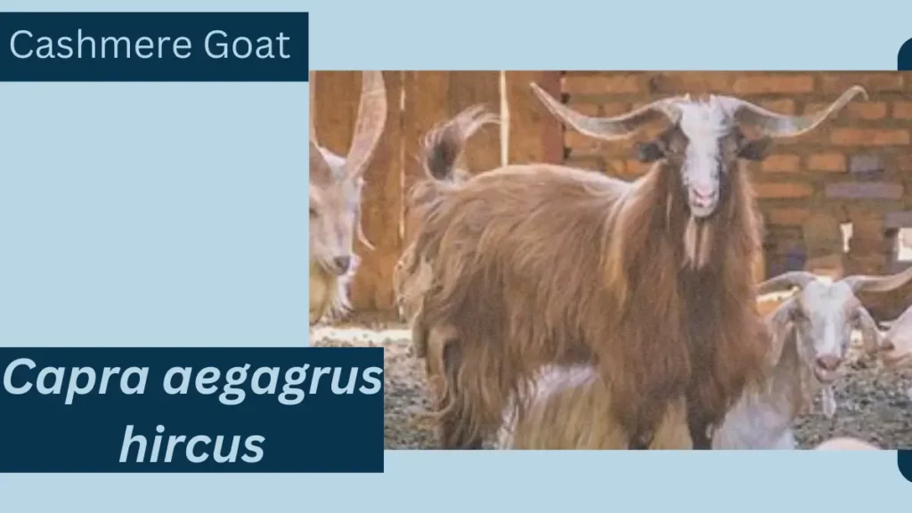 Image showing Cashmere Goat