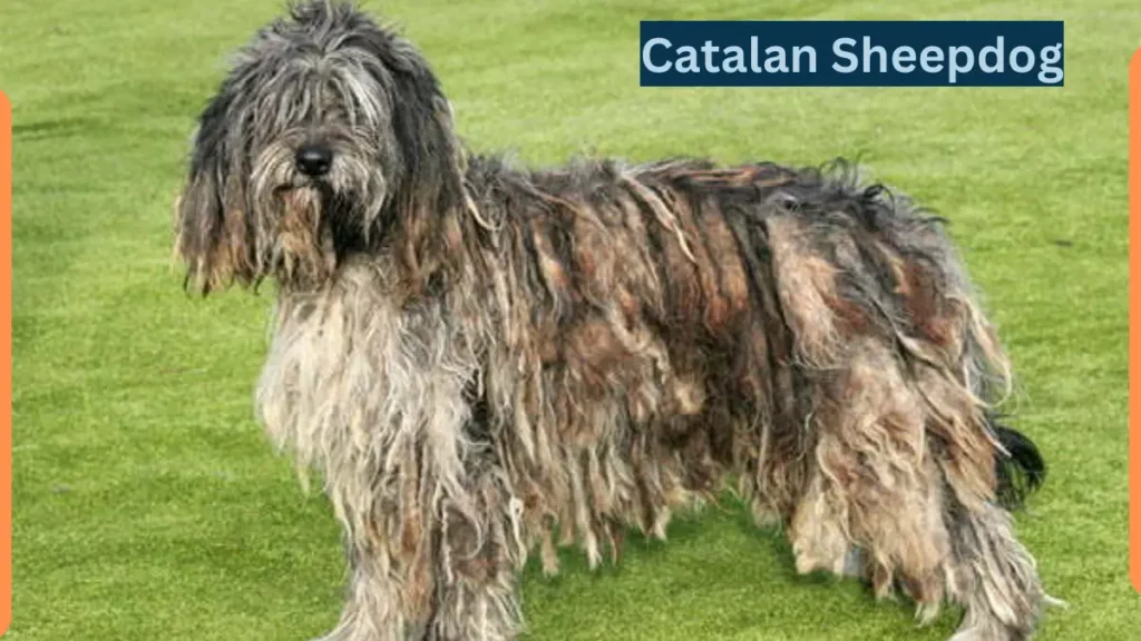 Image showing Catalan Sheepdog