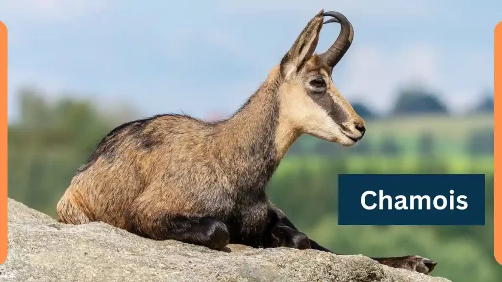CHAMOIS definition in American English