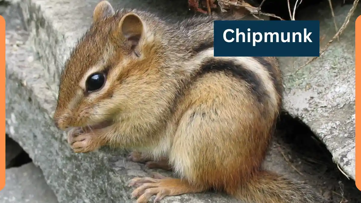Chipmunk | Tamias – Classification, Appearance, Habitat, and Facts