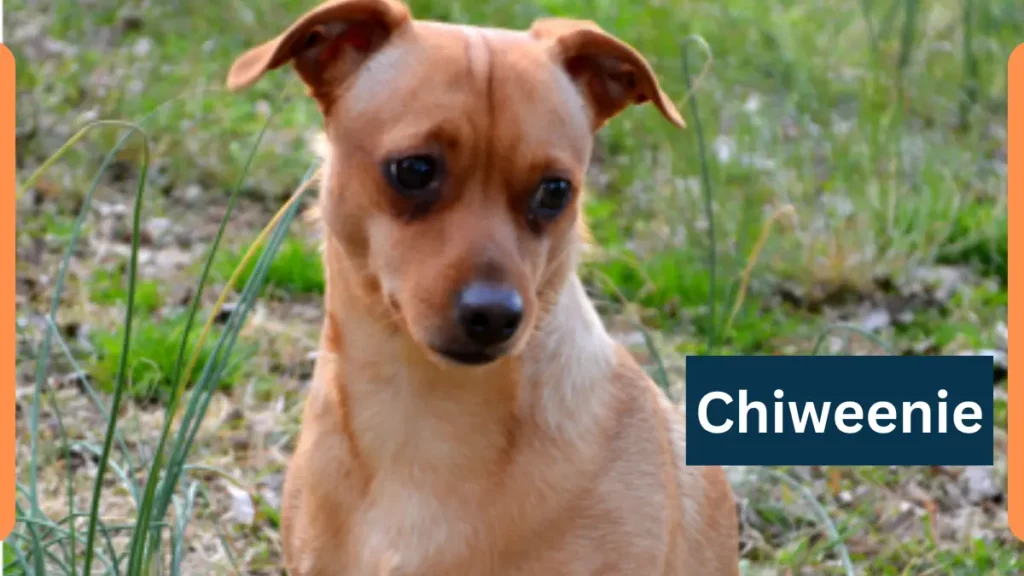 image showing Chiweenie