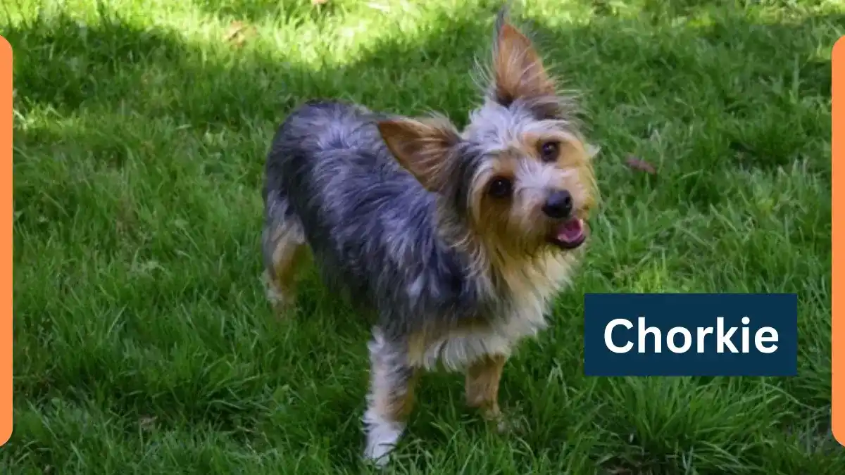 Chorkie -Classification, Appearance, Habitat, and Facts