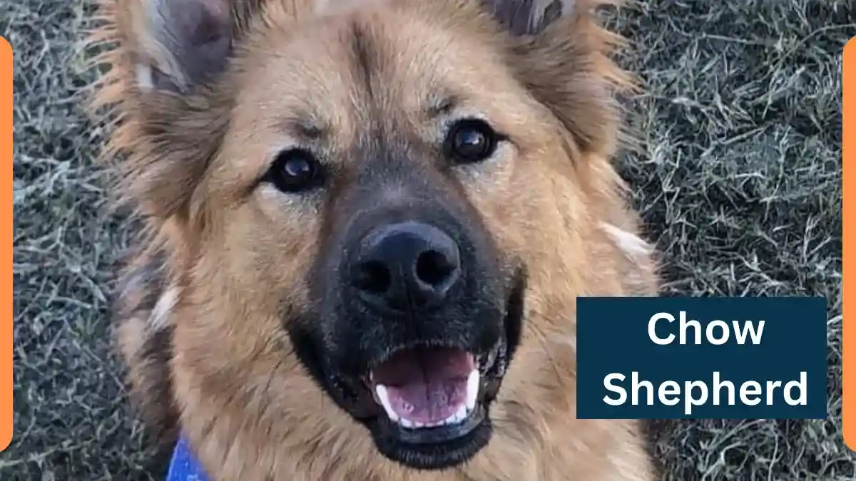 Chow Shepherd -Classification, Appearance, Habitat, and Facts