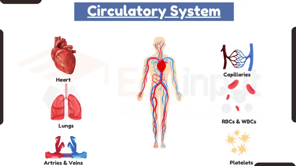 image showing diagram of Circulatory System
