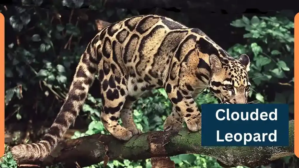 Clouded Leopard image