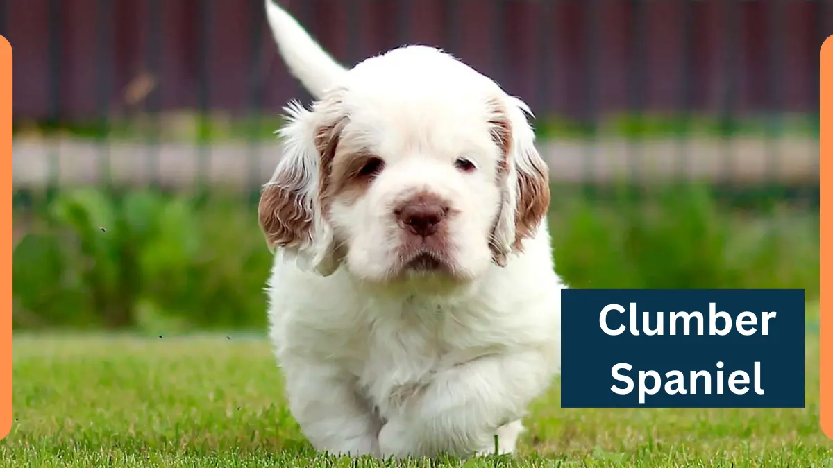 Clumber Spaniel – Classification, Appearance, Habitat, and Facts