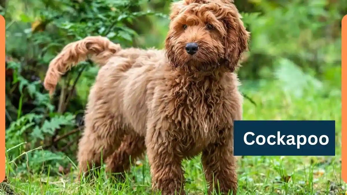 Cockapoo – Classification, Appearance, Habitat, and Facts