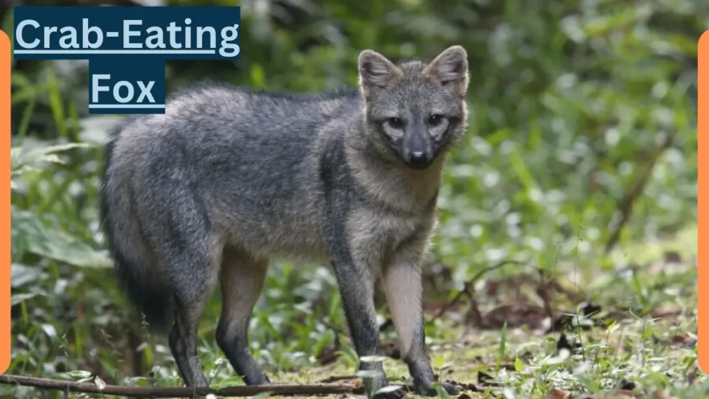 image showing Crab Eating Fox