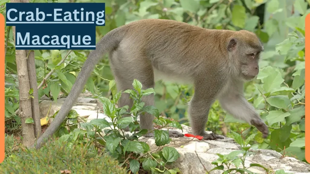 image showing Crab Eating Macaque