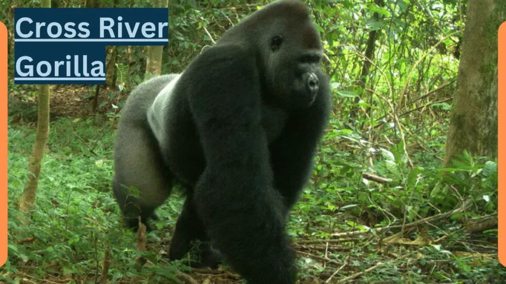 image showing Cross River Gorilla 