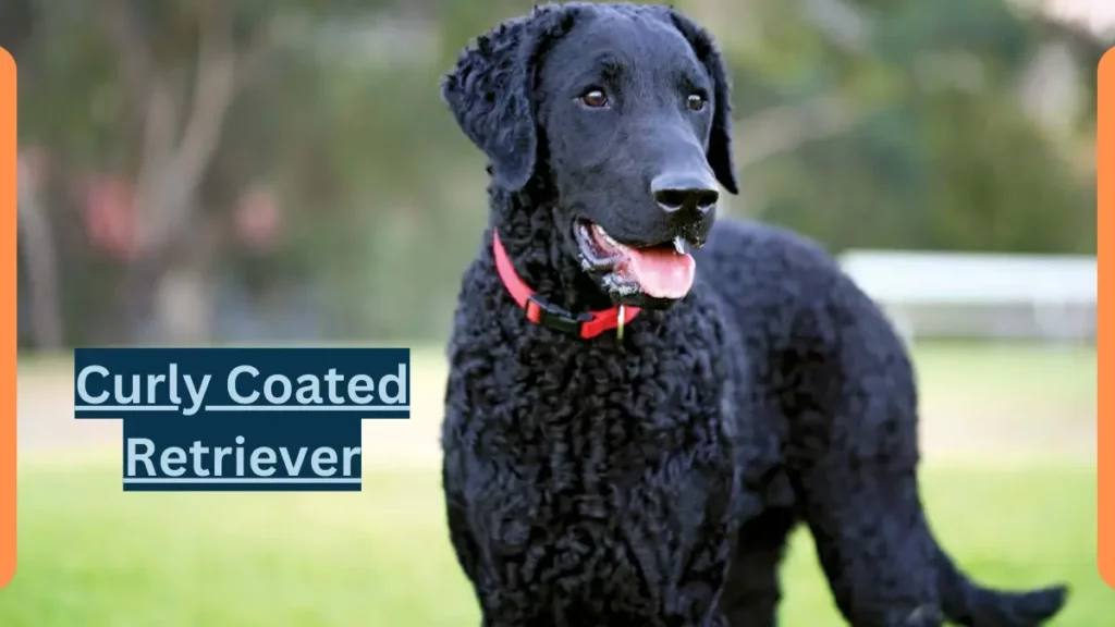 image showing Curly Coated Retriever