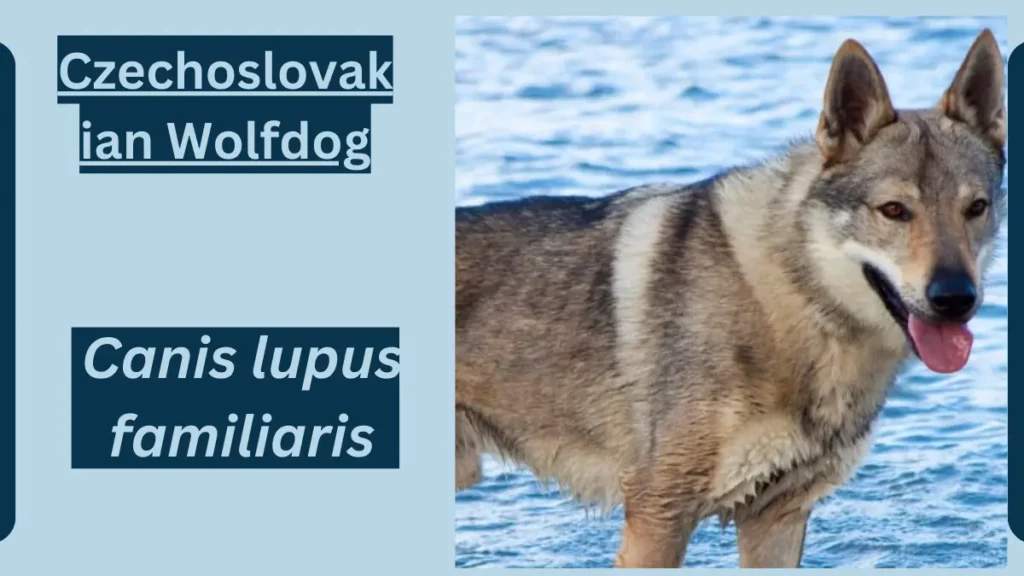 image showing Czechoslovakian Wolfdog