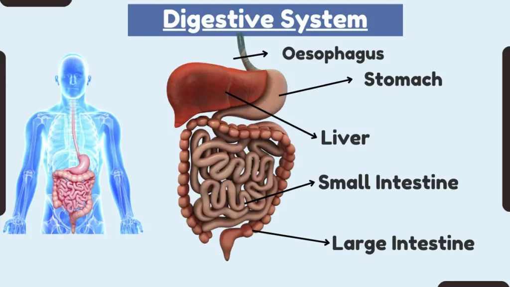image showing structure of Digestive System