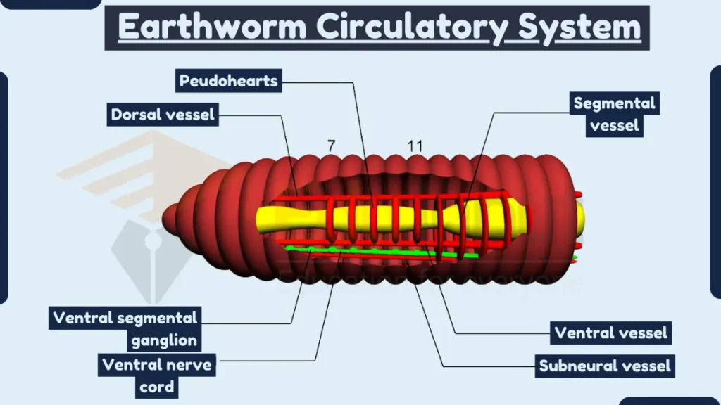 image showing structure of Circulatory System of earthworm