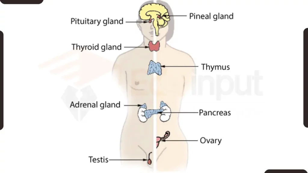 IMAGE SHOWING STRUCTURE OF Endocrine System
