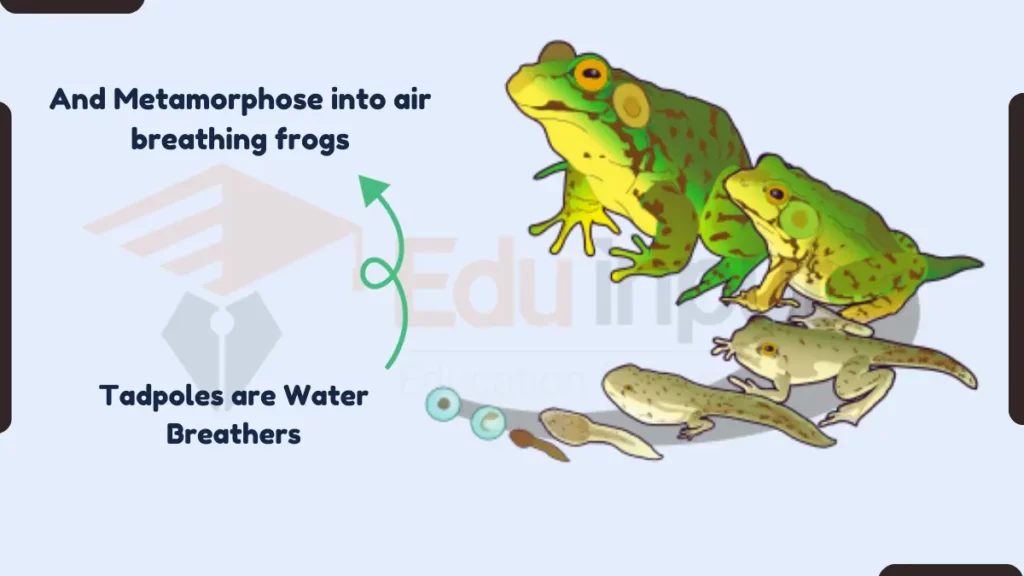 image showing Transition in Respiratory System during Amphibian Metamorphosis