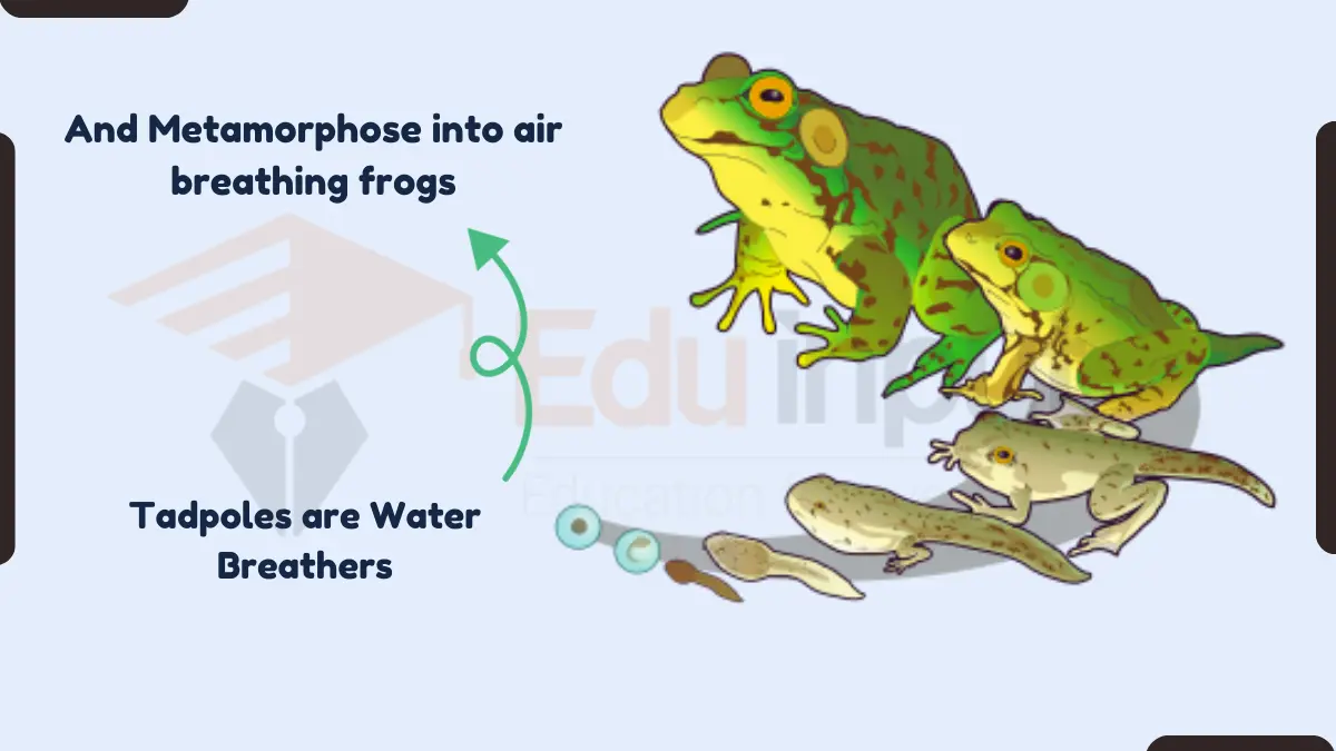 Transition in Respiratory System during Amphibian Metamorphosis